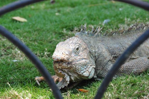 As famosas iguanas da Plaza Bolívar, em Guayaquil - Equador